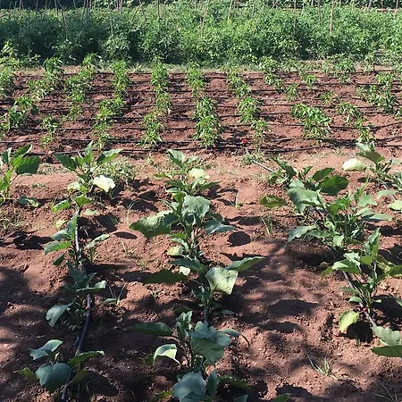 Motel Erol Orhaniye (Marmaris)